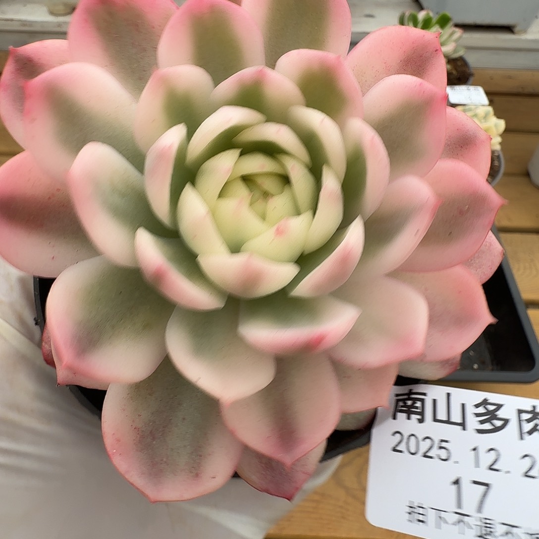 粉水里锦111226-17