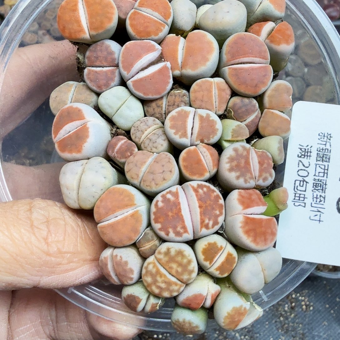 哈哈笑了好的哈这不是说173