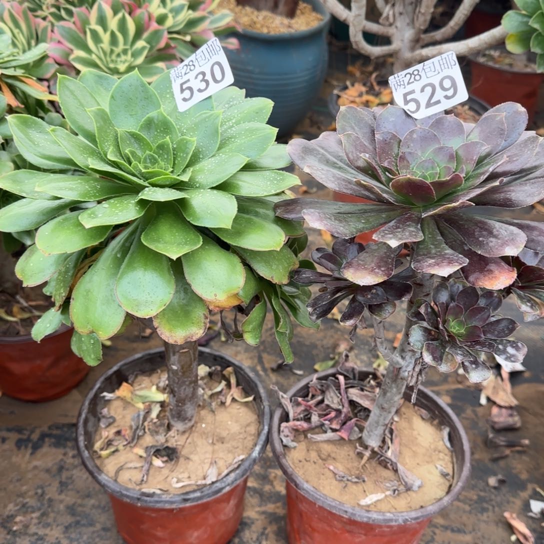 多肉529+530满28包邮断枝不包