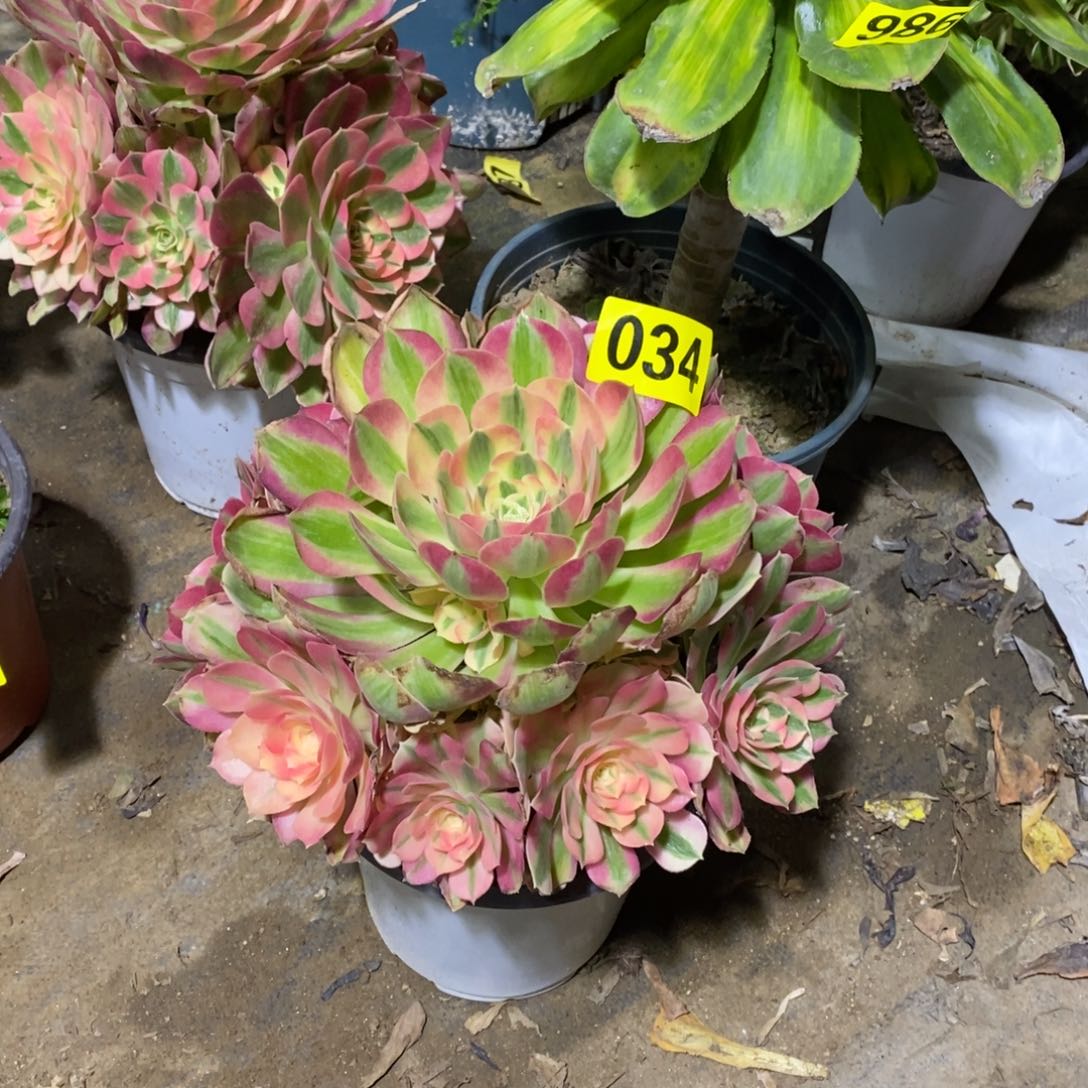 粉女巫多肉法师034