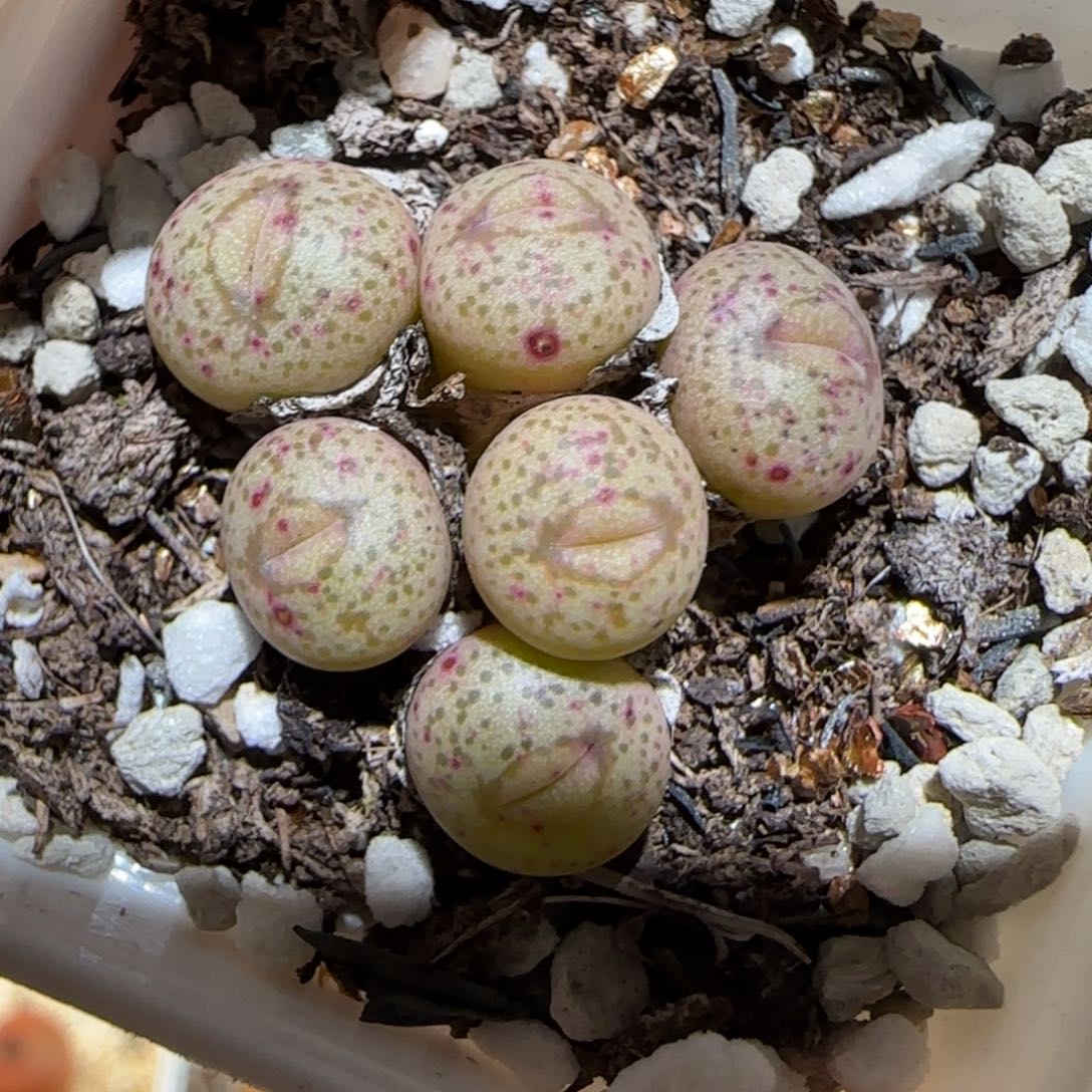 肉锥多肉植物百科1-1452