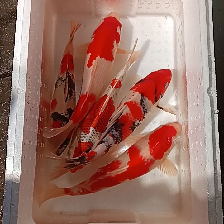 海水鱼锦鲤淡水鱼28到的30左右