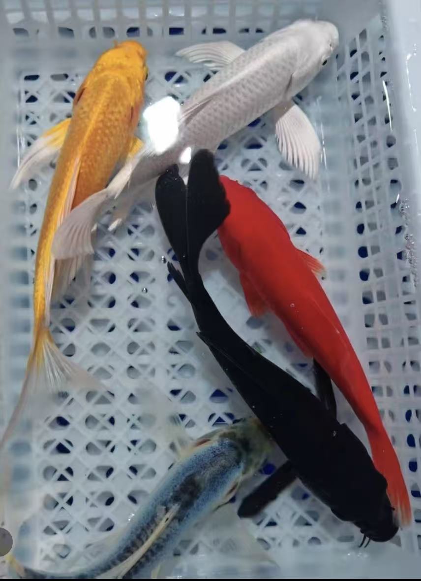 1白1黑1德系1红1黄5大条闪鳞长尾大帆荷包鲤冷水观赏鱼 10-12公分