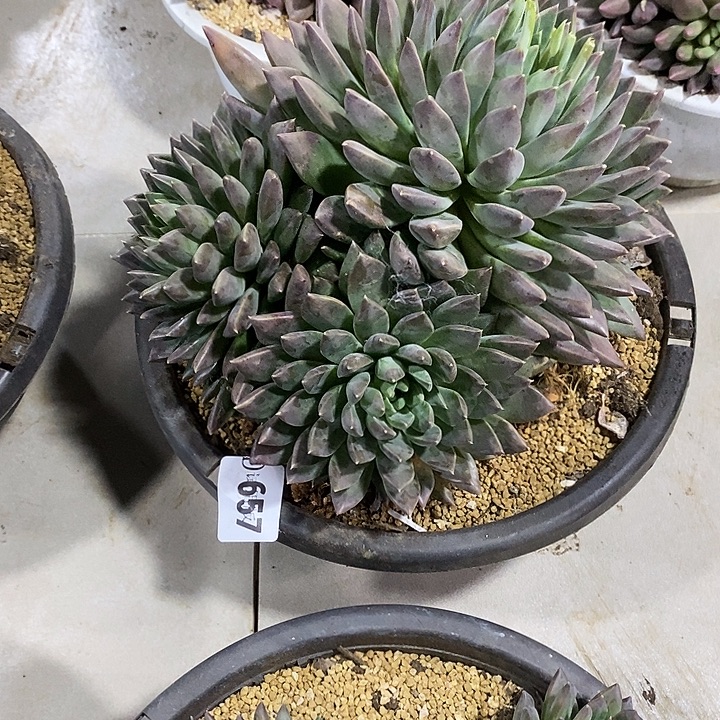 小***风657暗纹美人系多肉植物