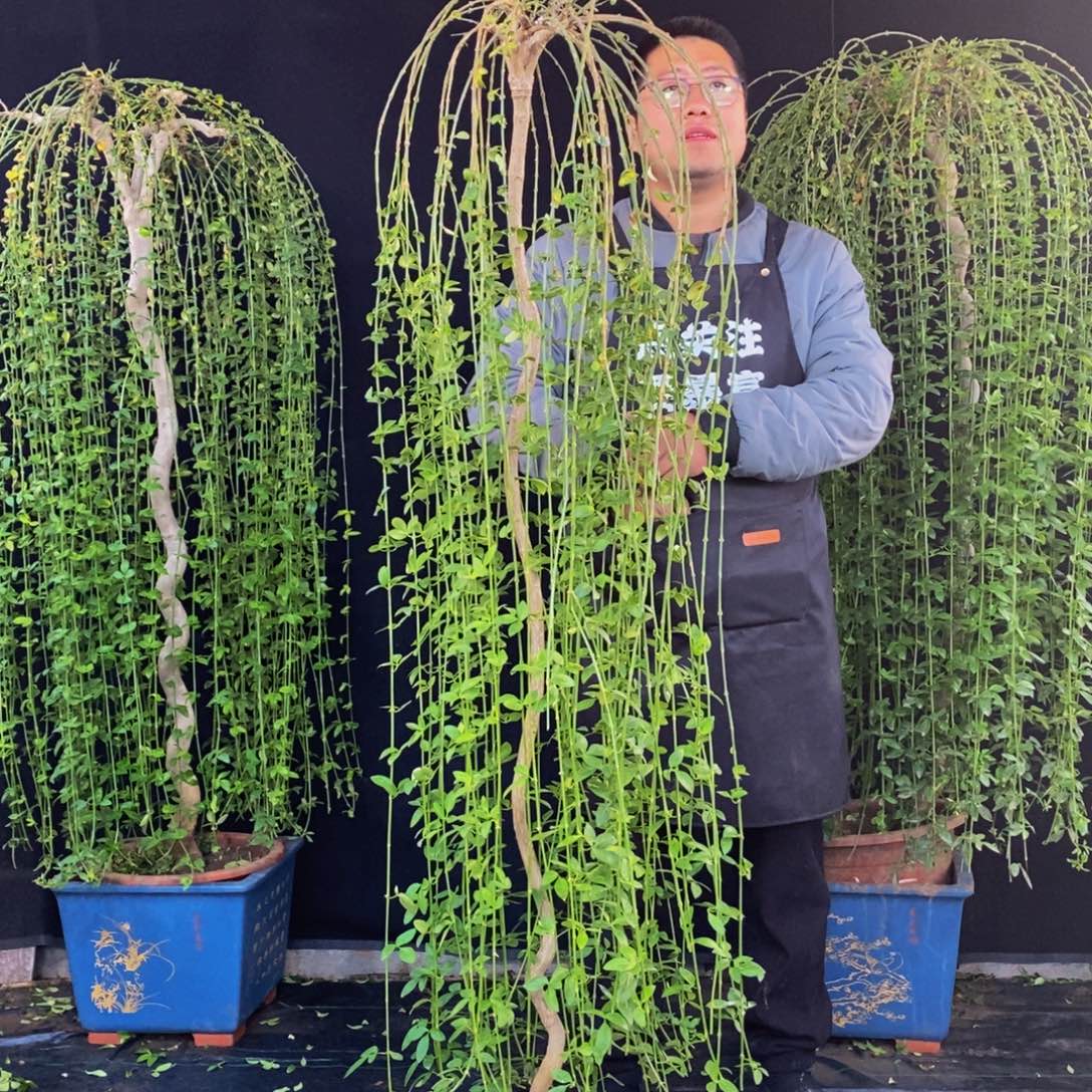 三台迎春，一物一拍，落叶，