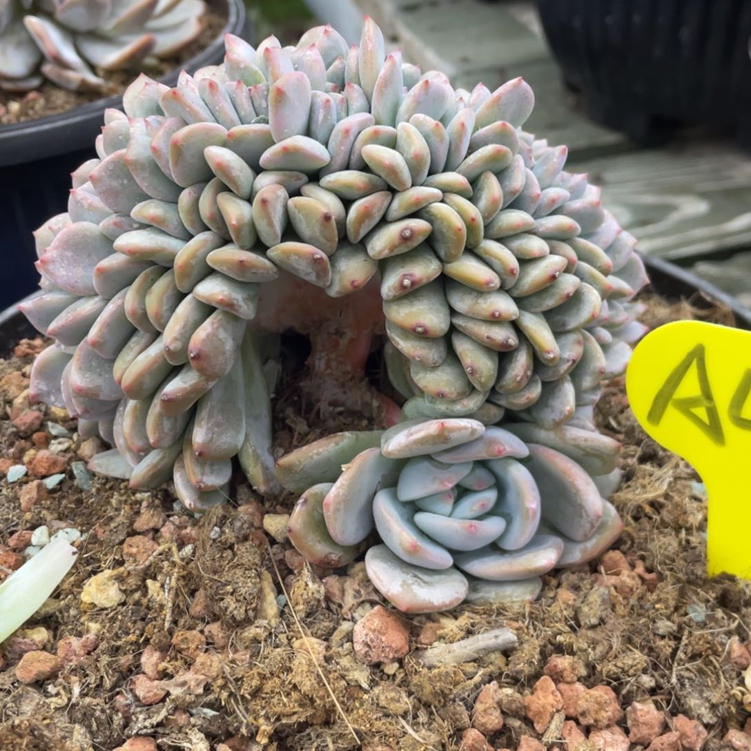 石榴子星影缀化小树默认底切A41