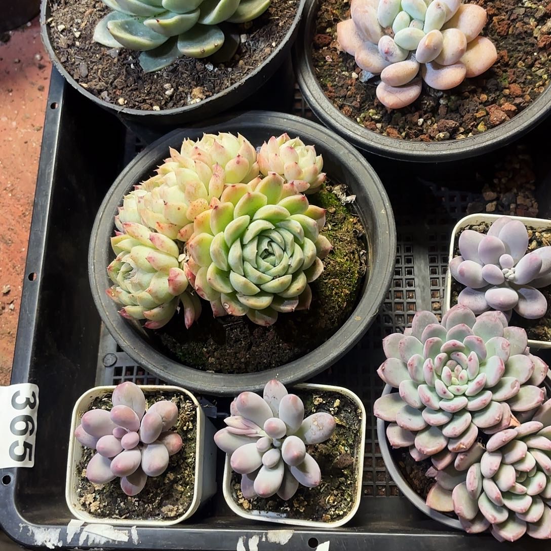 多肉植物宽拍365号