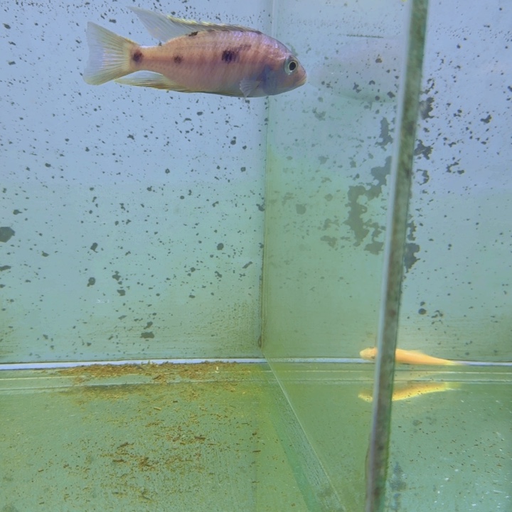 海水爆花蓝宝石1417。