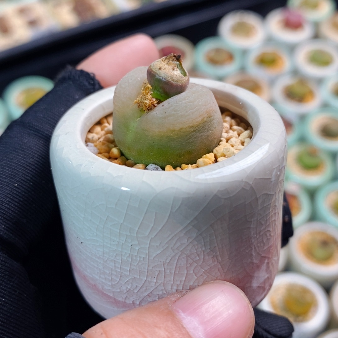 2375-一物一拍 带盆