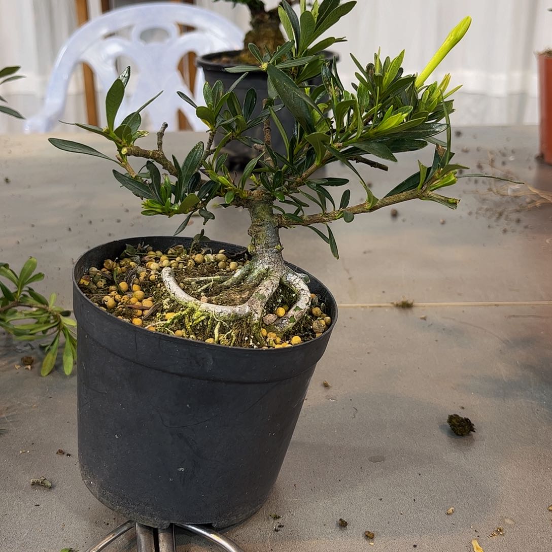 红陶北*栀子花一物一拍