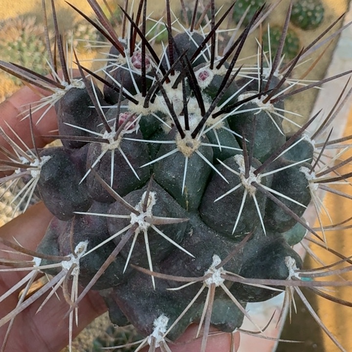 伽奈瘤玉有根5555555