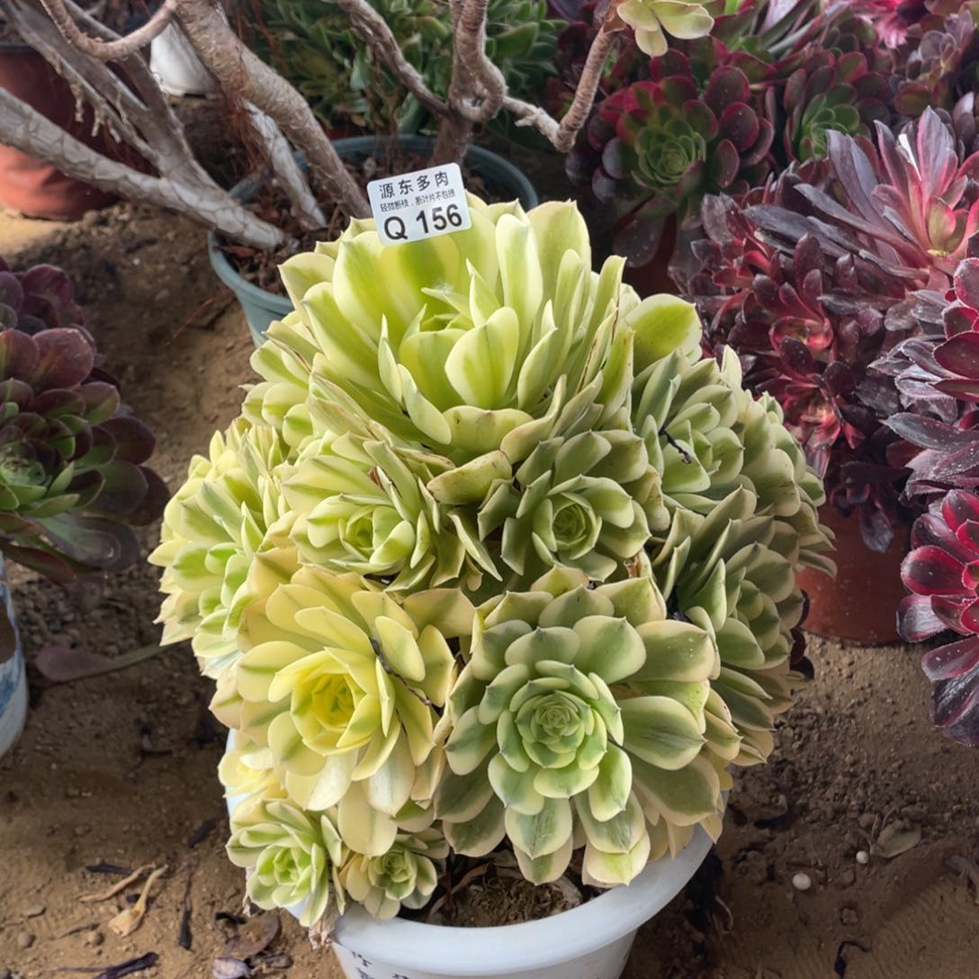 156绿豆多肉法师断枝不包