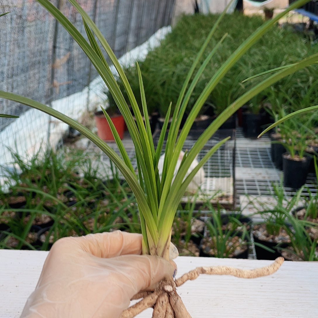 小***加完全开放兰花兰花