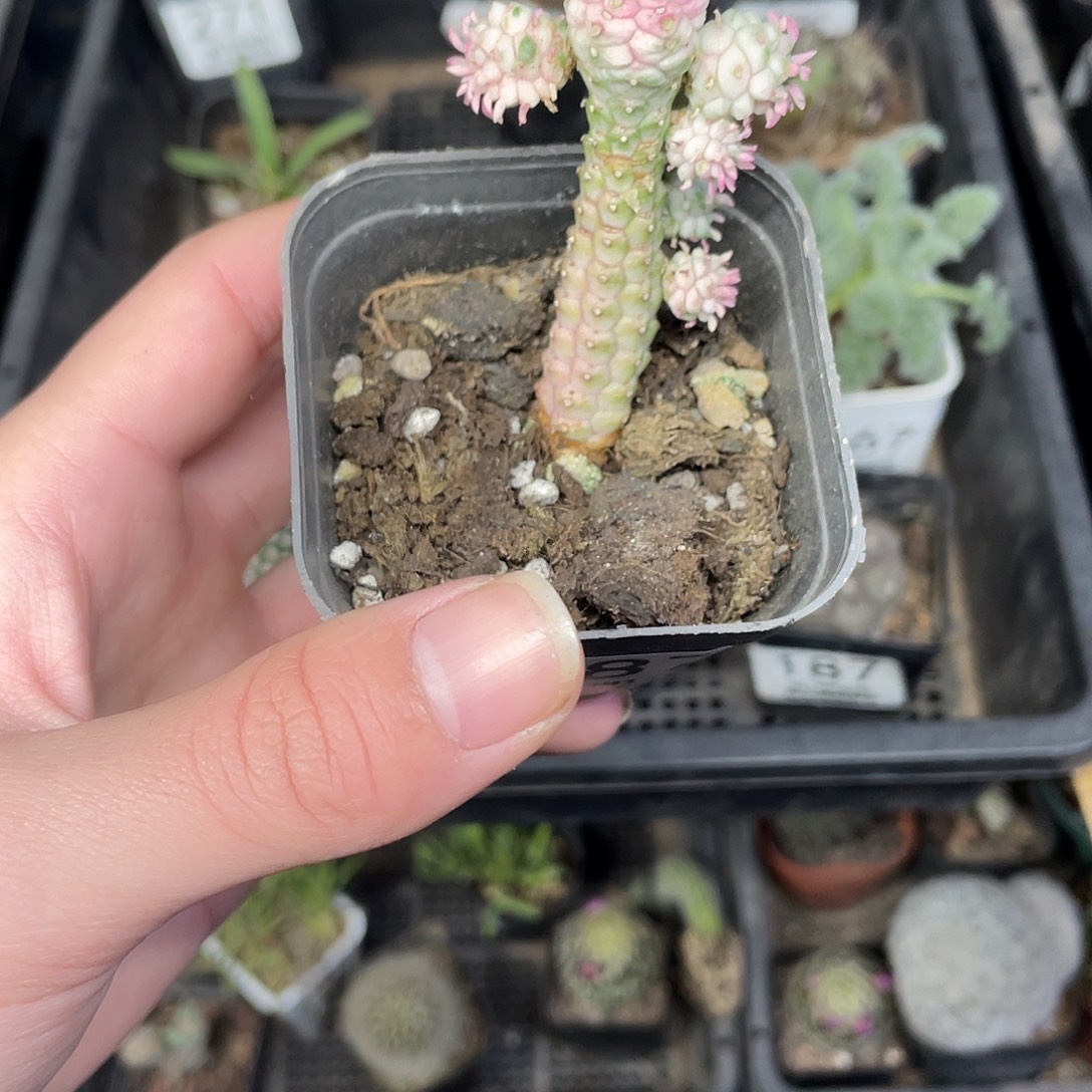 870白桦麒麟（满18包邮）