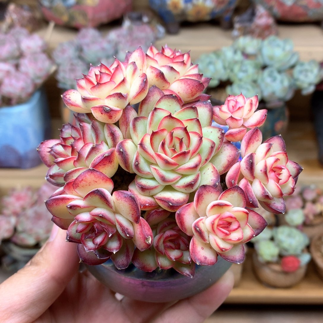 肉酱玫瑰一物一拍整群