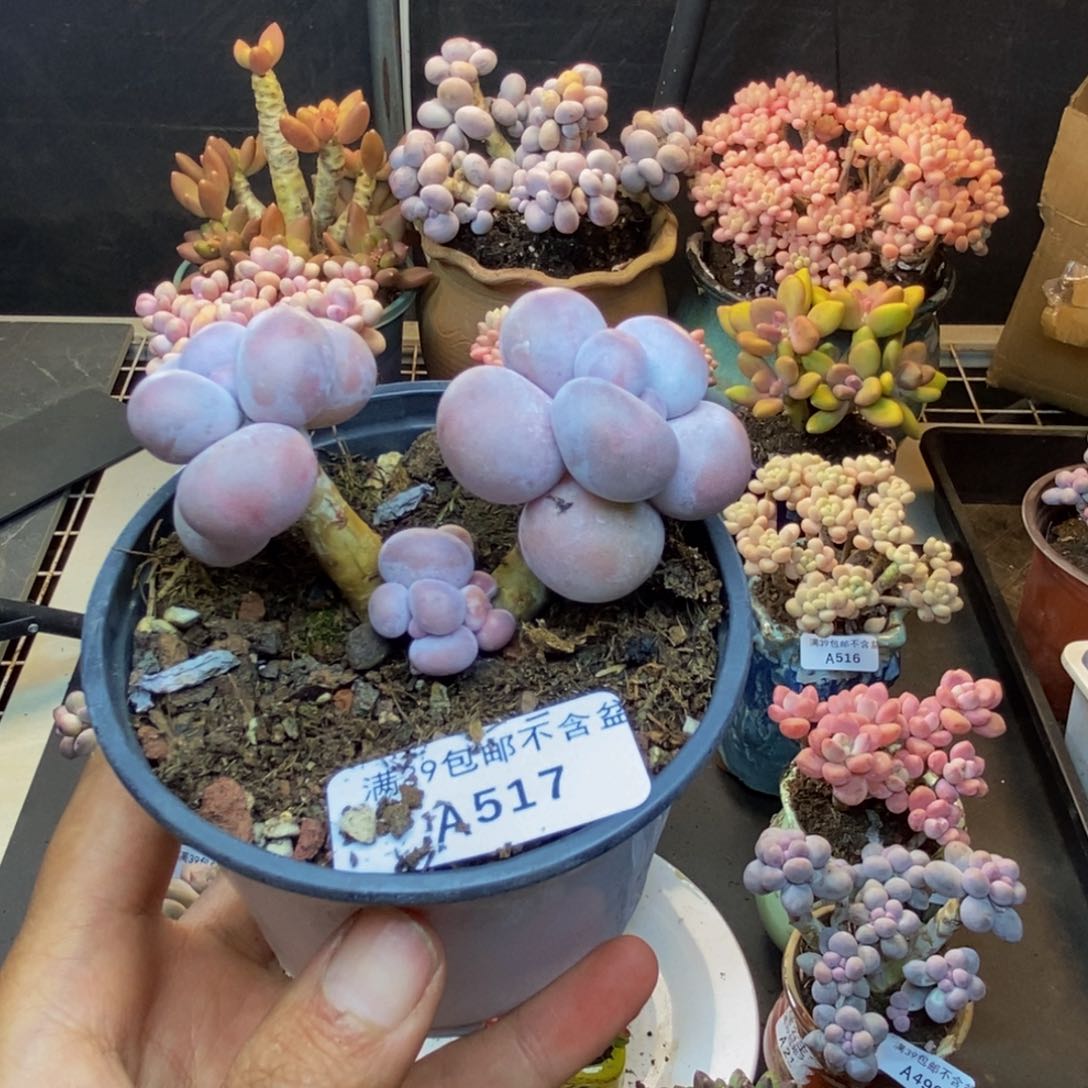 517芭比奶多肉6c m