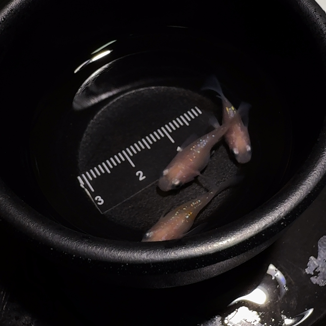 青鳉鱼一物一拍226