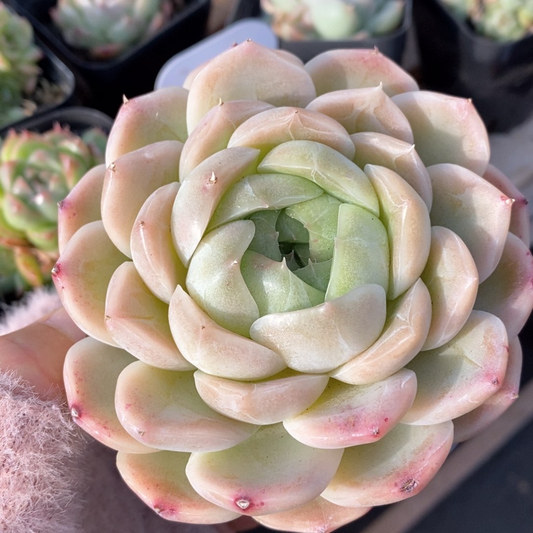 精品多肉一物一拍198