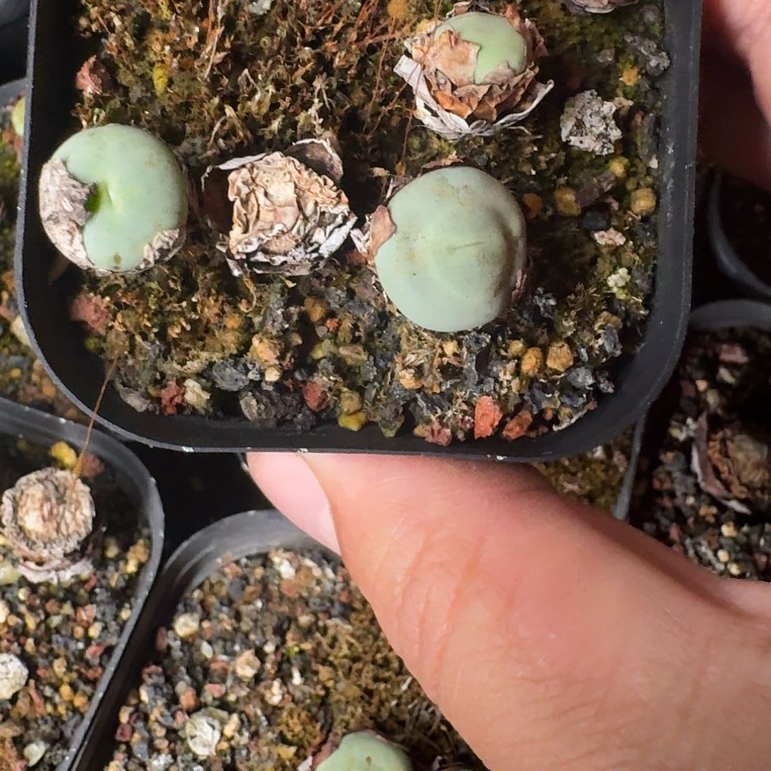 pageae嘴整盆脱土发