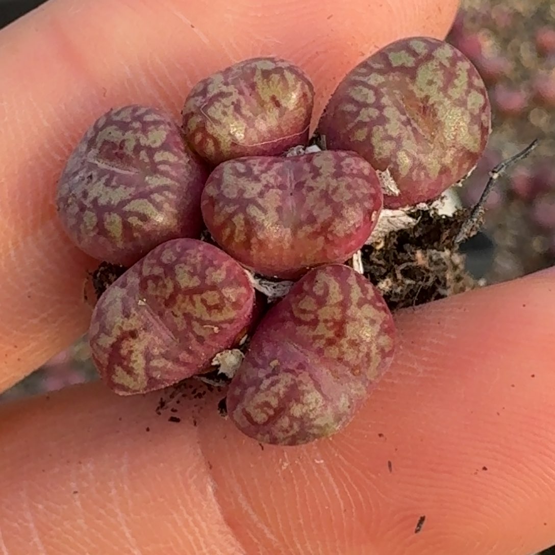 814安贞00000000000000