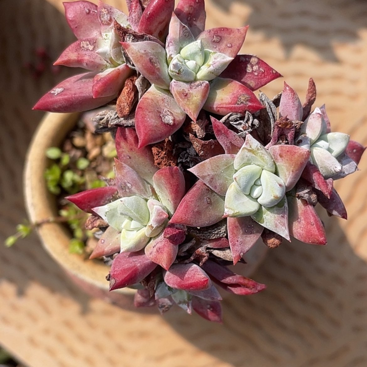 【闪购商品】带盆刘丹