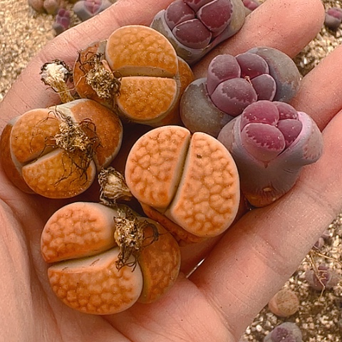 6572团团圆圆呀呀呀