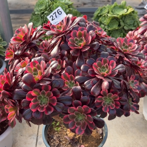 276梦娜丽莎朵朵35厘米左右