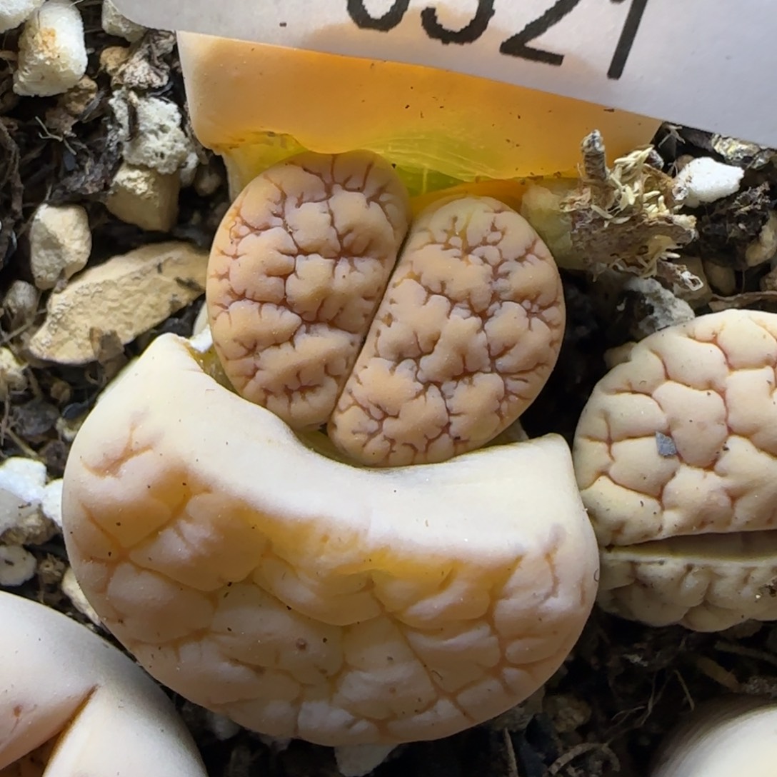 0521。189荒玉。。。。。