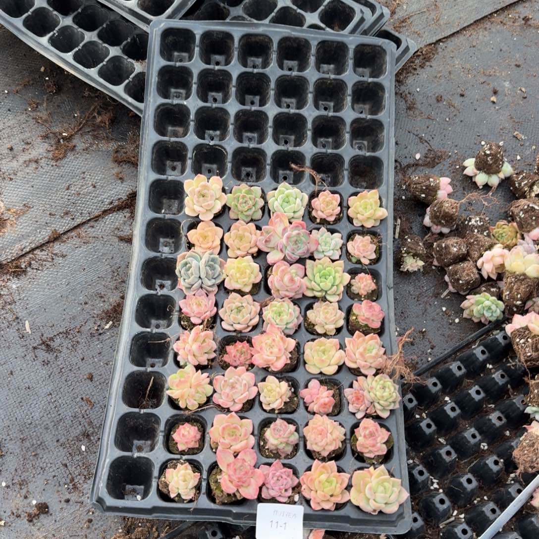 11-1珍妮混合三十颗加十颗售后量拍发货左六