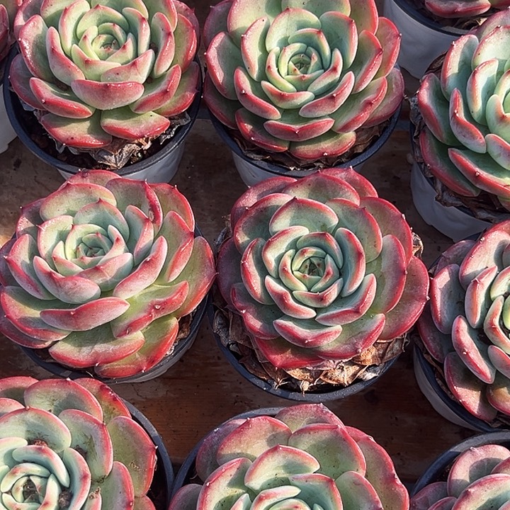 三文鱼        福利多多