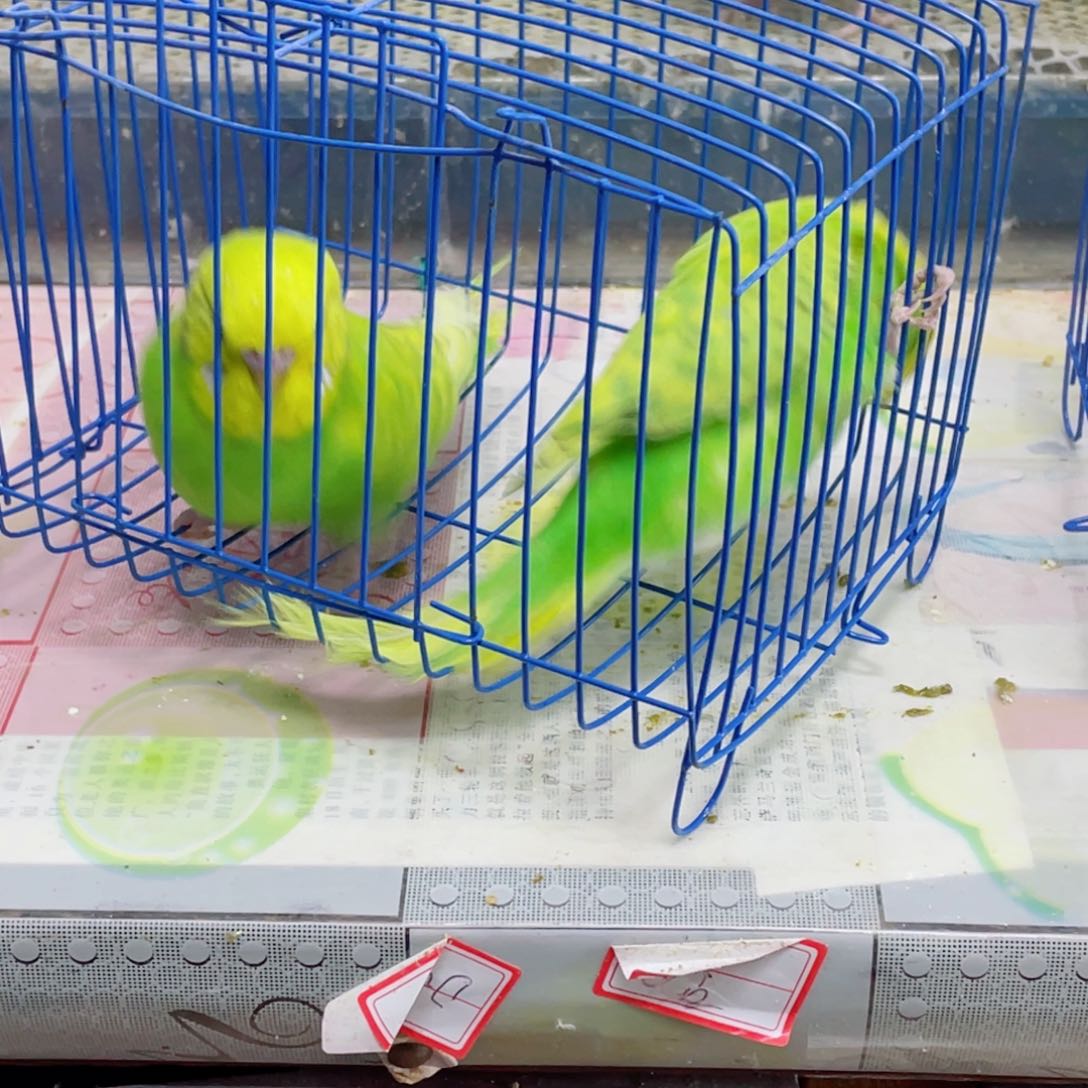 虎皮鹦鹉乐*Fghgguu