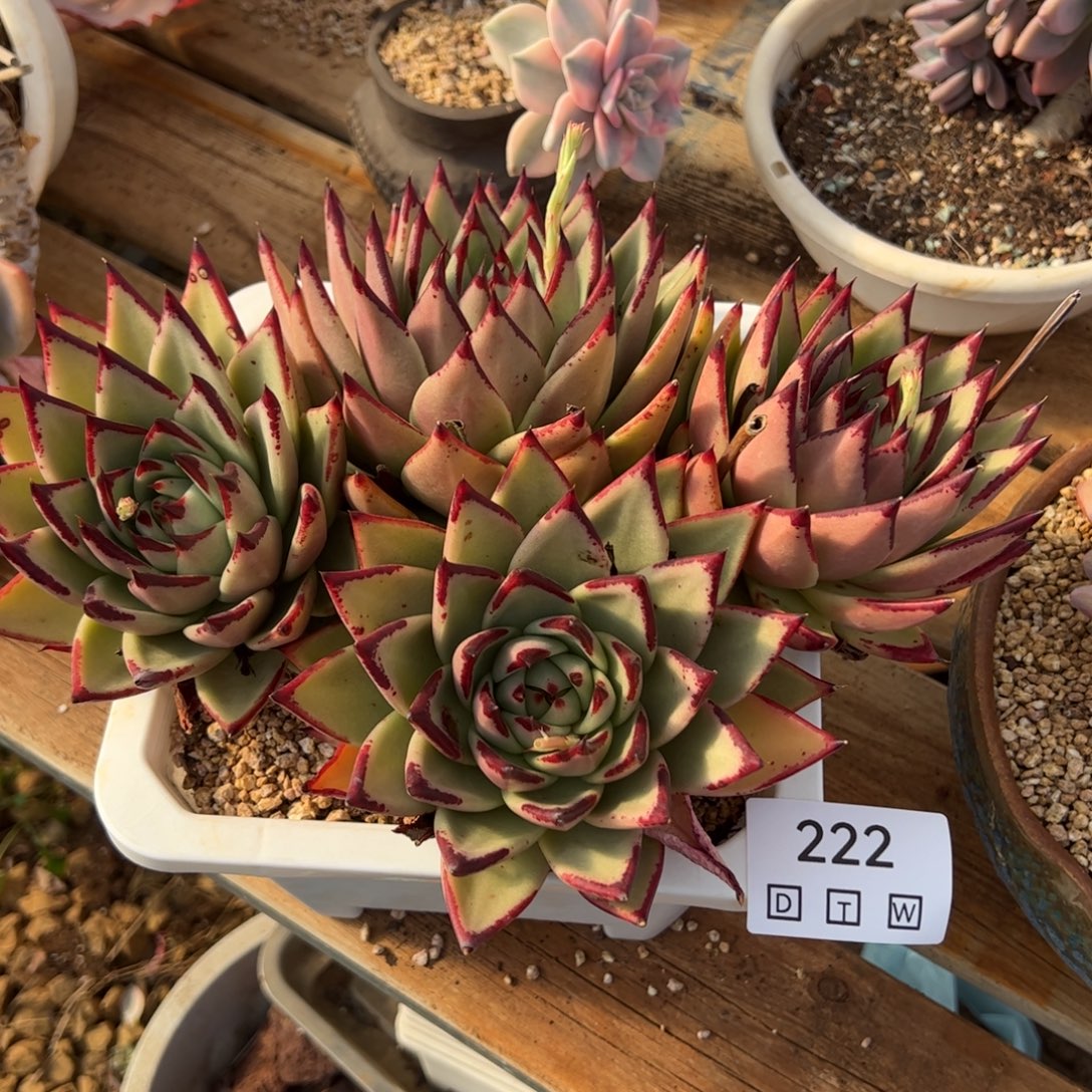 222多肉植物纤维维生素