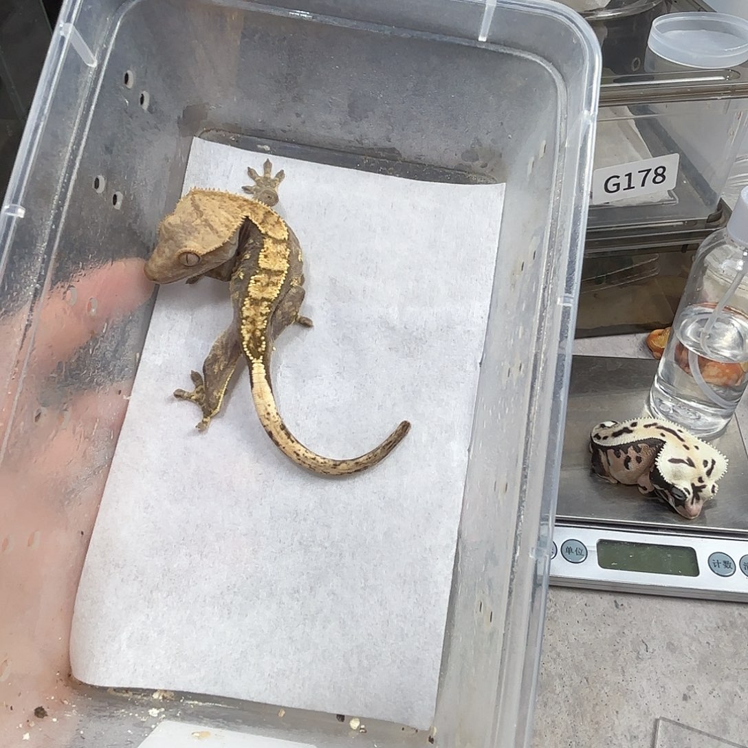 E***.睫角守宫睫角守宫