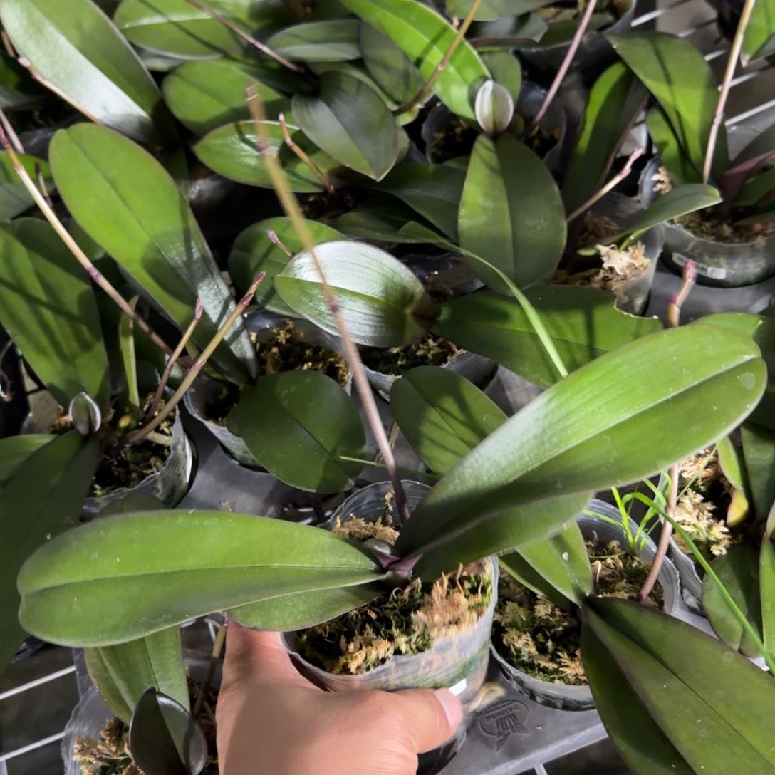 无花朵2.8神仙姐姐带梗