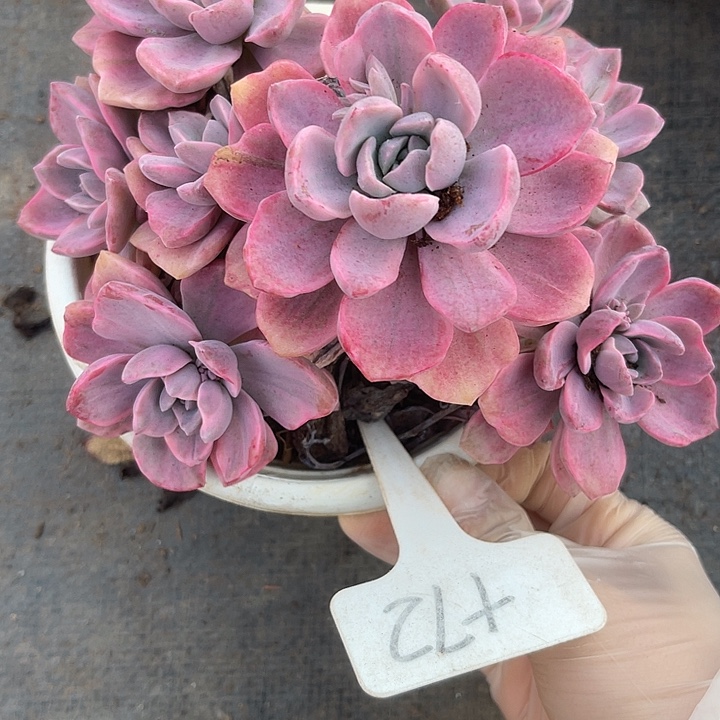 两单包邮，一物一拍，72彩虹锦