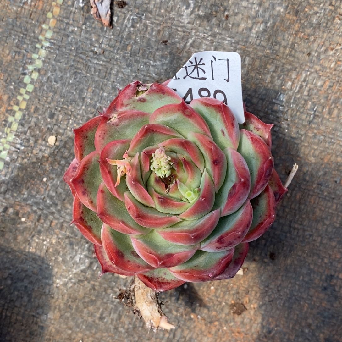 (****)杂交精品多肉5489~5厘米~叶伤