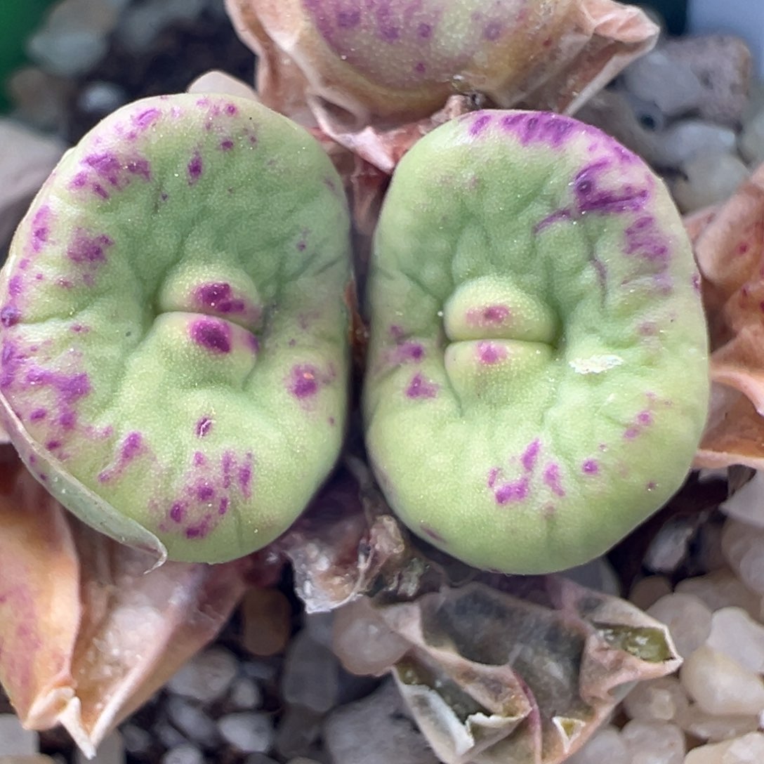 975优选贝特芬嘟嘟唇