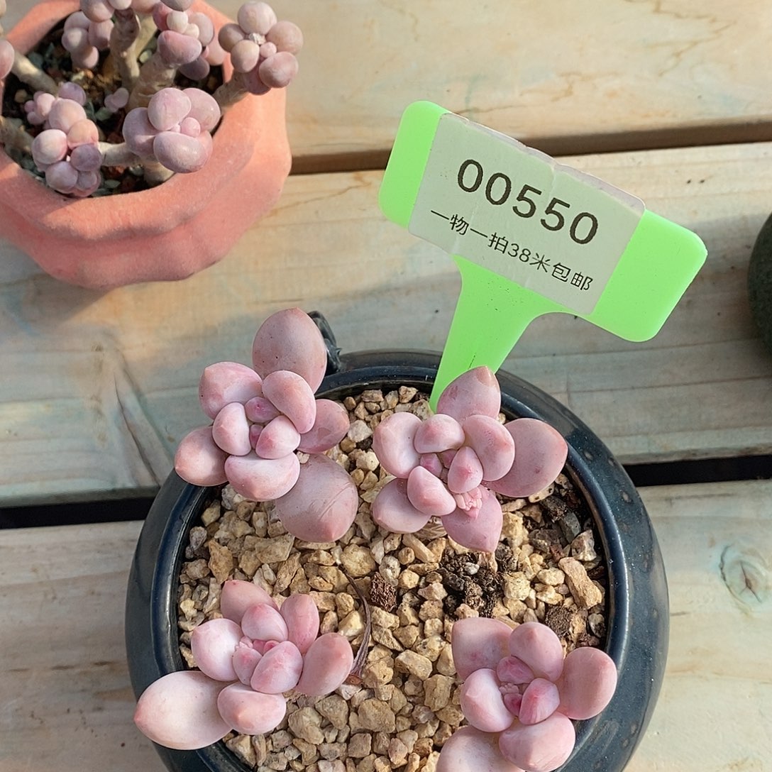 00550凑啦图咯哦哦哦