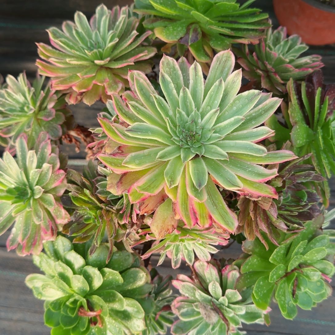 笑****李7496不知名多肉多肉