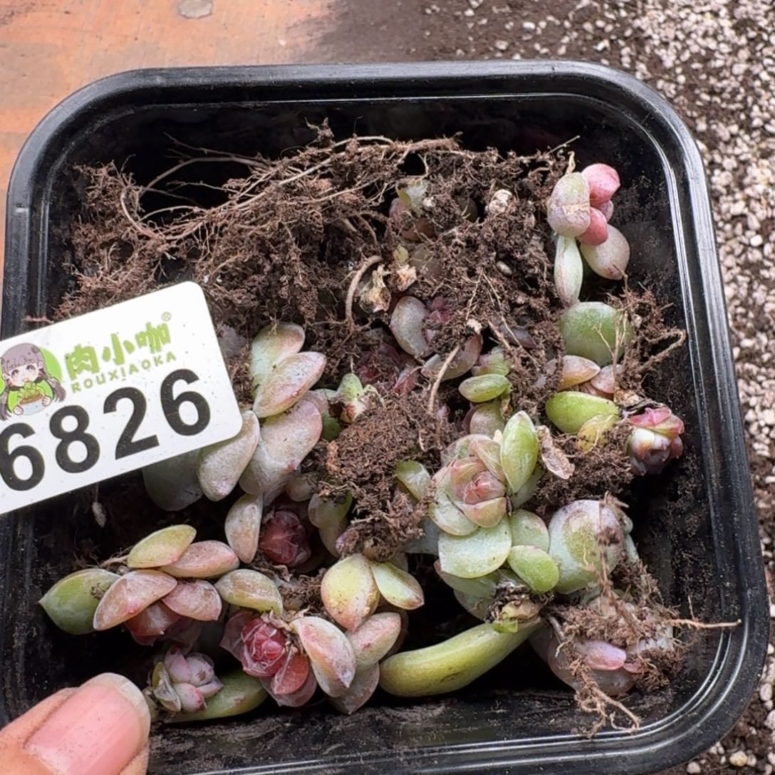 枫***站多肉植物多肉植物