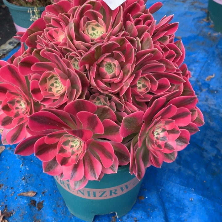 466粉女巫多肉植物