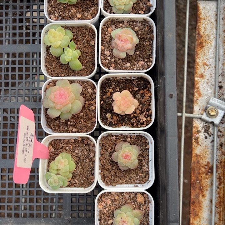 西***歪西外专拍链接啊啊啊啊