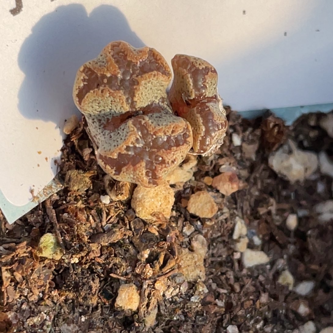 21-131超碟多肉植物