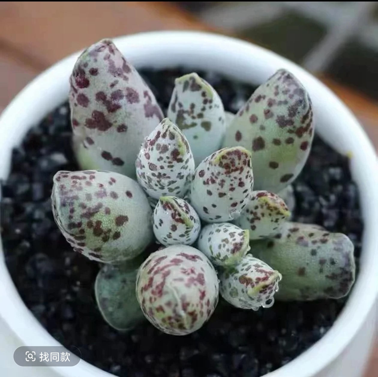 海豹水泡  带塑料盆土 多肉植物