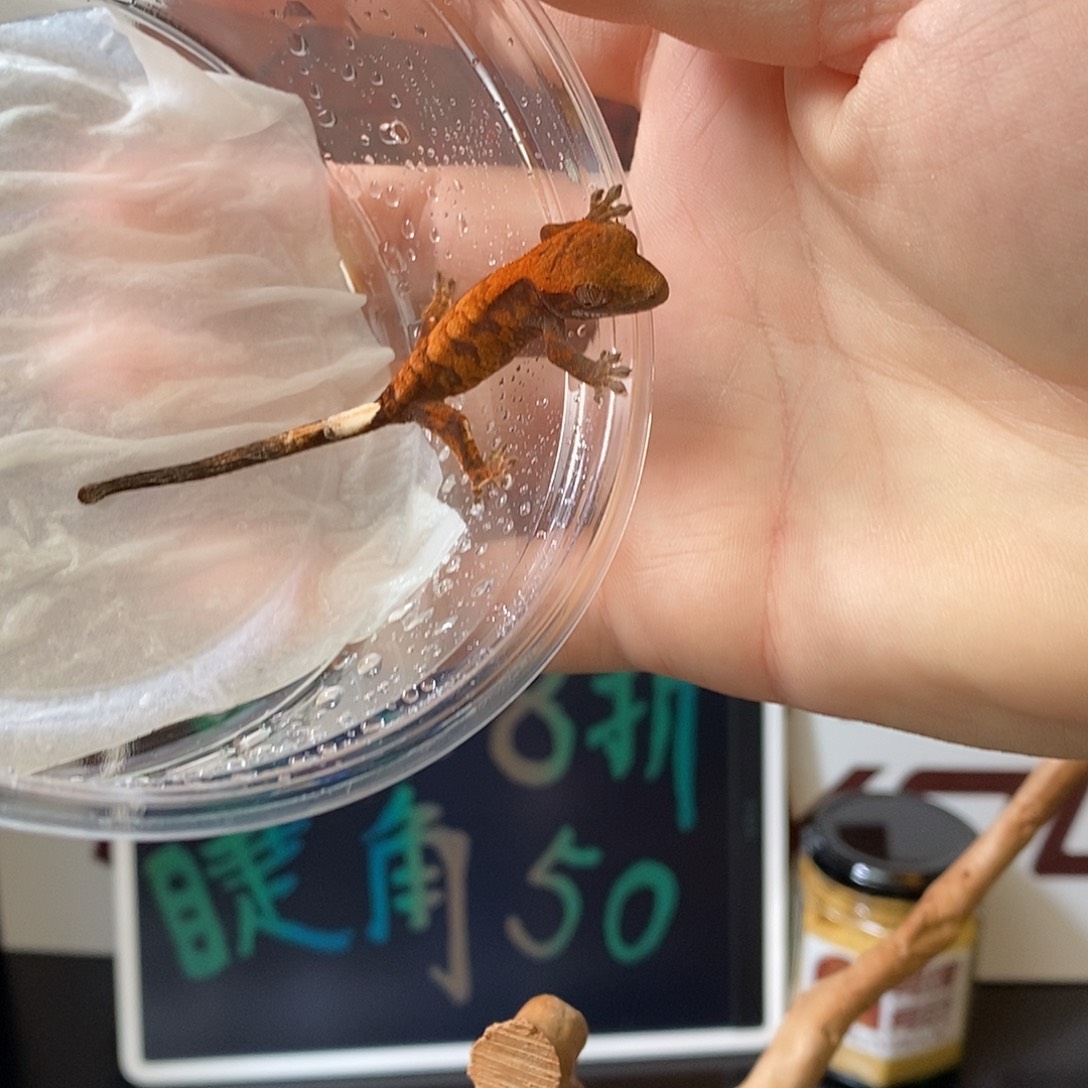 睫角守宫睫角卡布