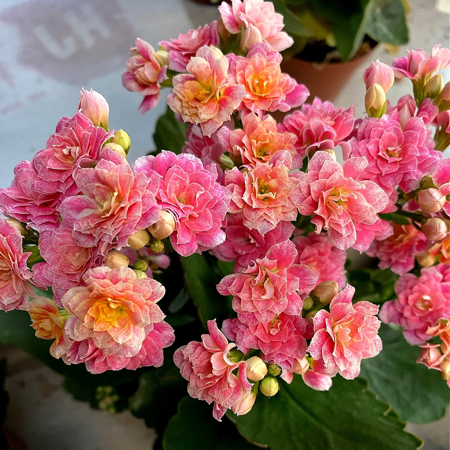 云锦  重瓣带花苞（120口径盆）