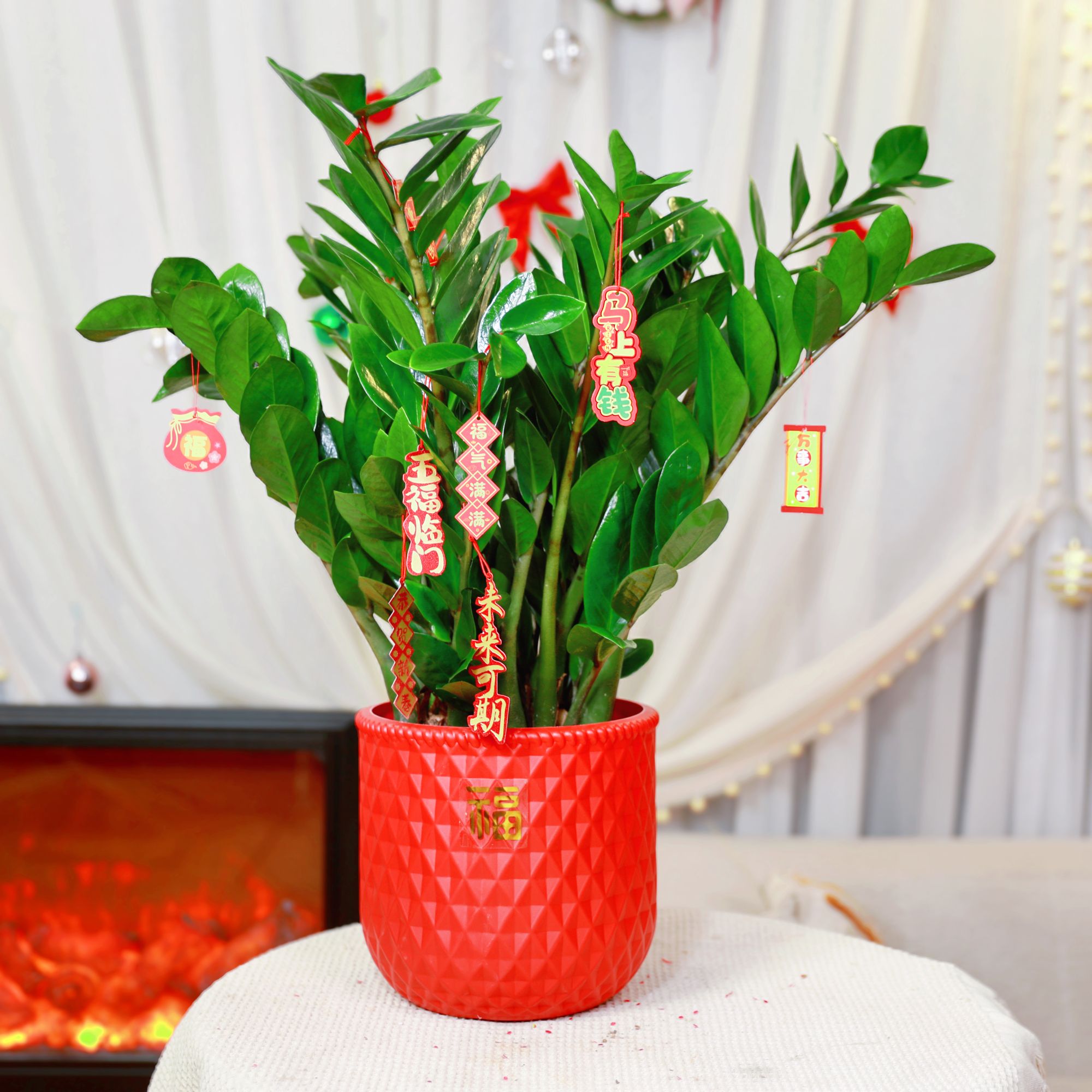 60-70cm金钱树盆栽室内客厅四季常青净化空气好养绿植