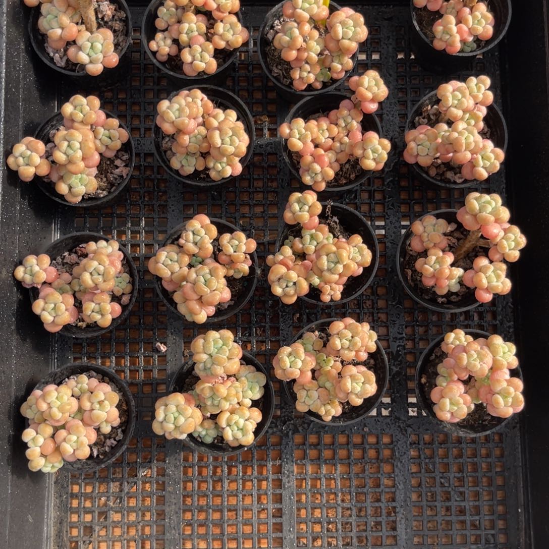 云尘多肉一物一拍306，2颗