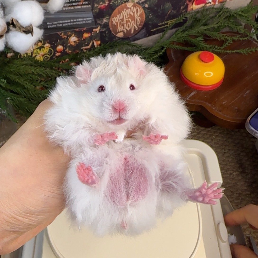 卷毛银灰金弟弟10.25生日