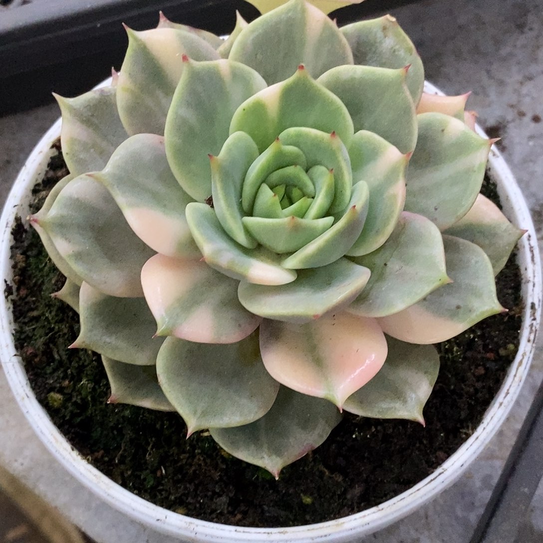 443全拉丝贝加丢哈哈哈